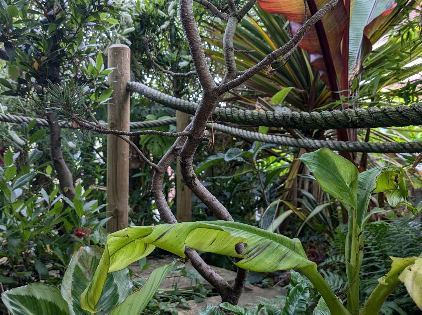 The boardwalk within the mini-rainforest