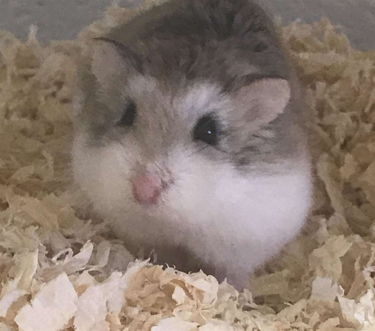 The hamsters were found by a woman in a field