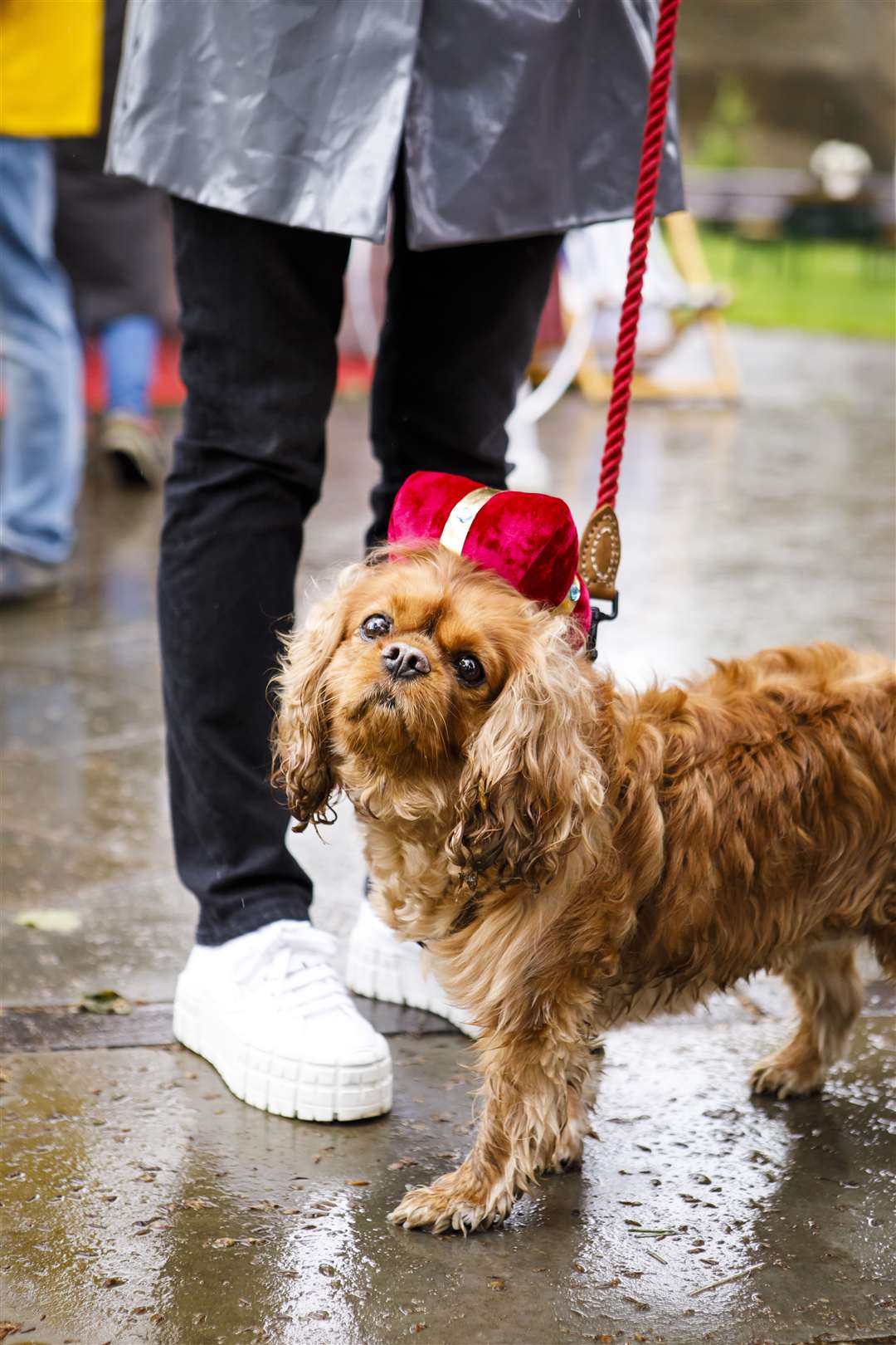 Many spaniels wore regal attire to celebrate the King’s coronation (Cadogan)