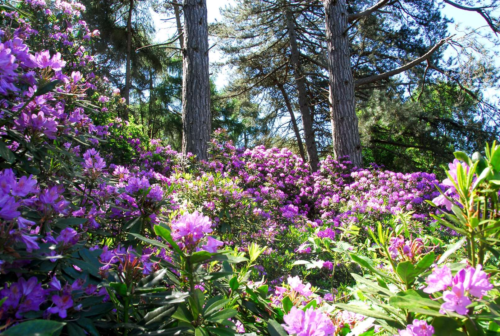 Rhododendrons