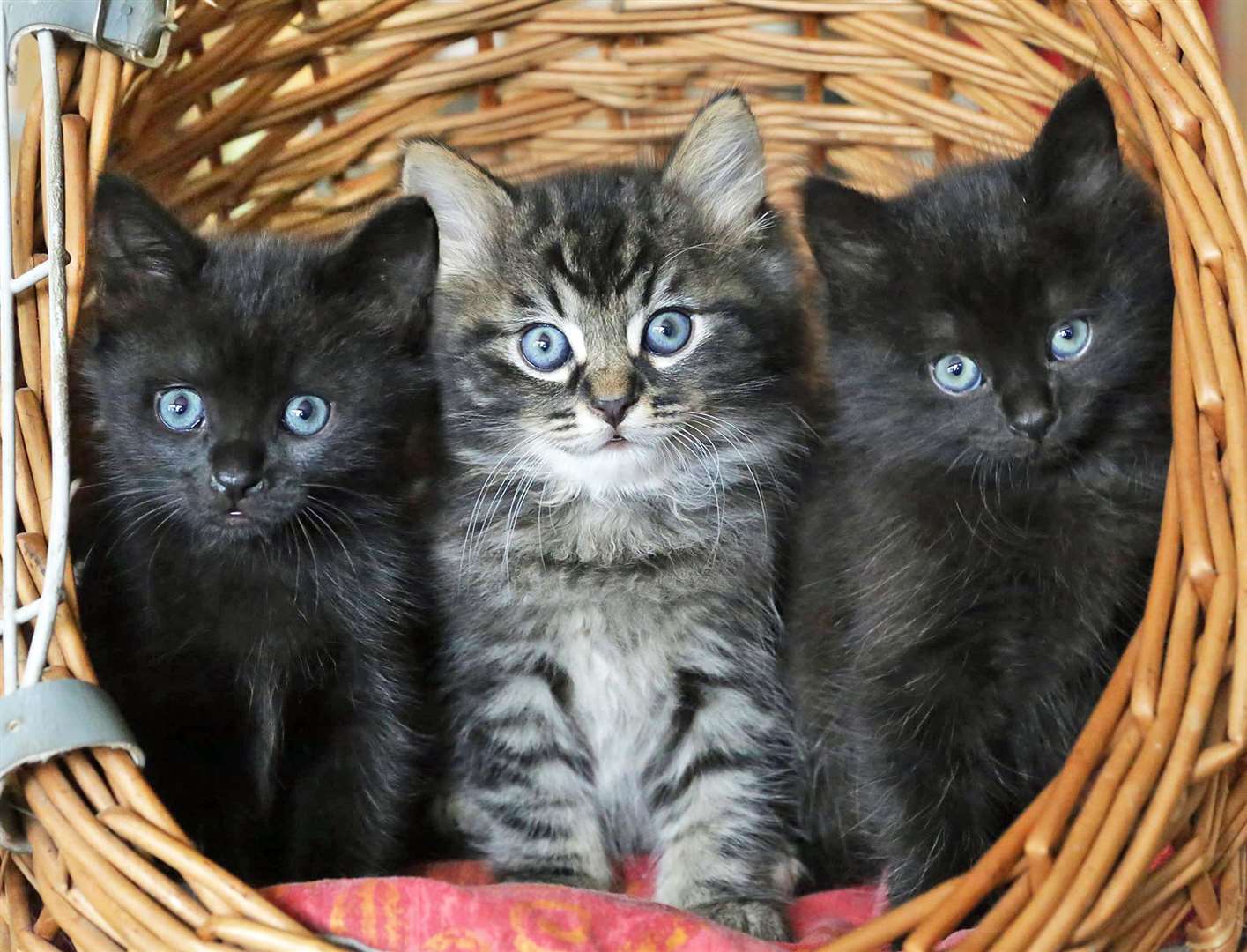 Harry, William and Charlotte were kittens born to a stray mum in May 2015. They were rehomed together in Strood