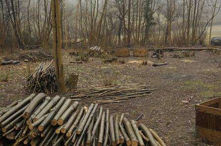 Trees chopped down for logs