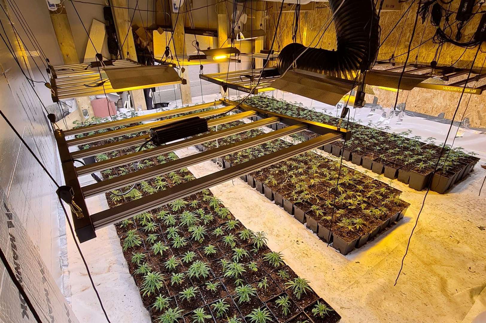 The cannabis cultivation in Headcorn. Picture: Kent Police