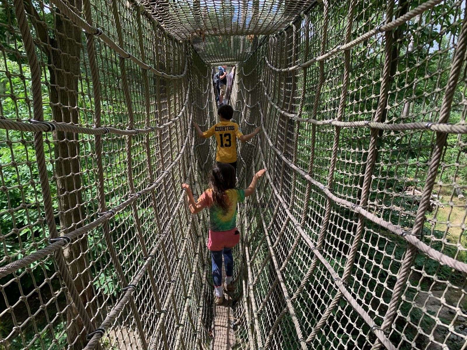 The treetop walkway over the bear enclosure (38652381)