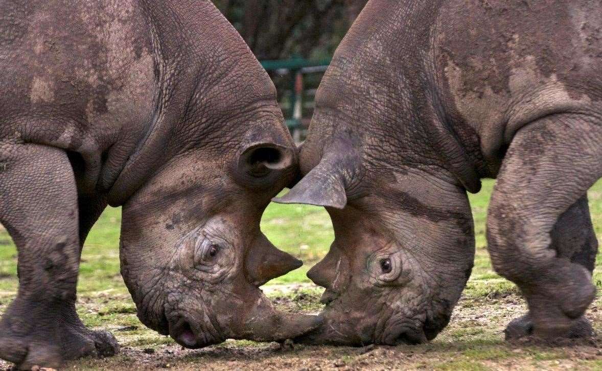 Zambezi making pals at Port Lympne (12495255)