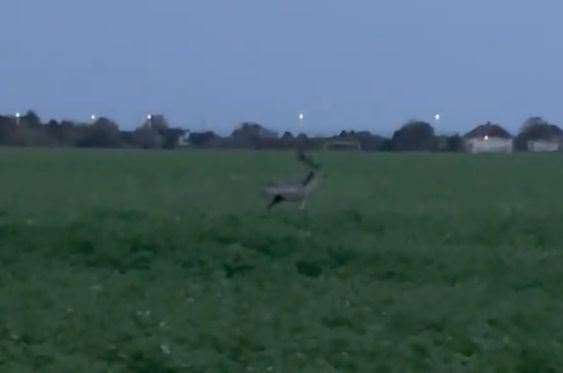 The stag was also seen in Birchington, near Quex Park. Picture: Niamh Gerrard