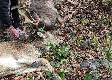 In March 2023, two deer were found tangled together with discarded rope in a field in Fridd Lane, Ashford