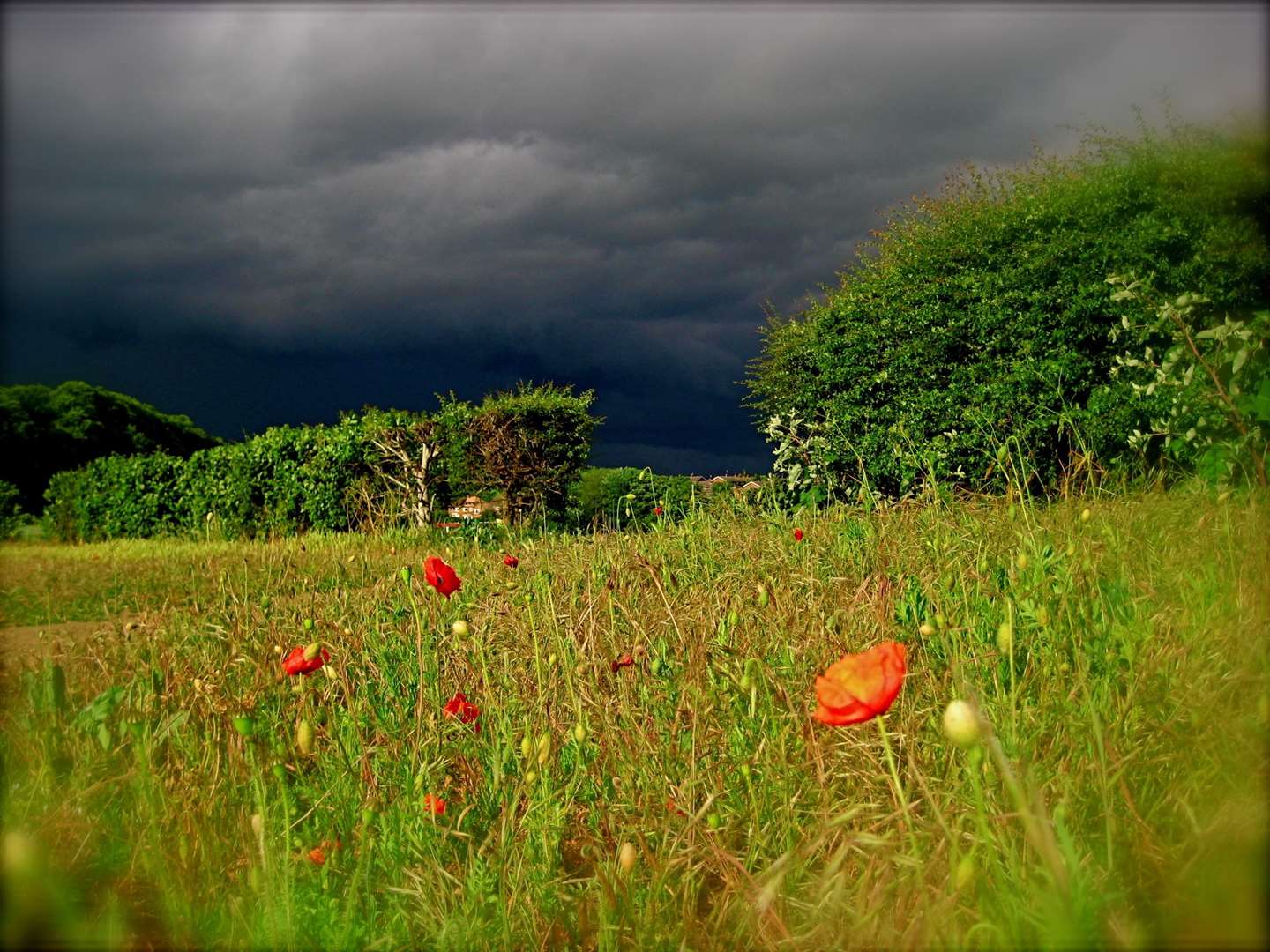 The Forty Acre Field is under threat