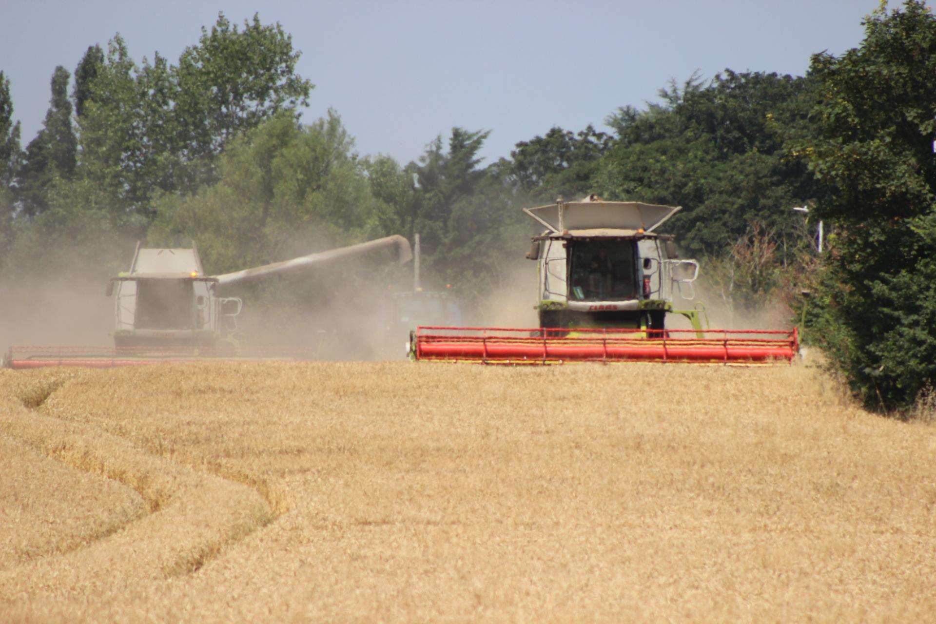 Harvesting time on the Isle of Sheppey with farmer James Attwood of SW Attwood and Partners and his state-of-the-art £400,000 combine harvester (3297682)