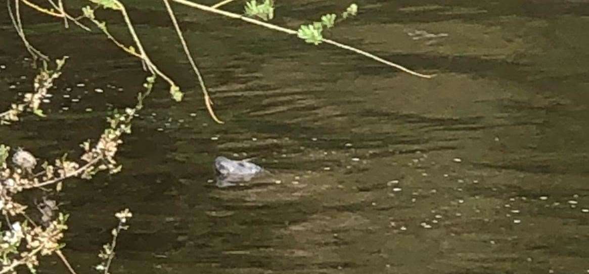 Bradley was spotted towards East Farleigh Lock yesterday. Picture: Geoff Elliott