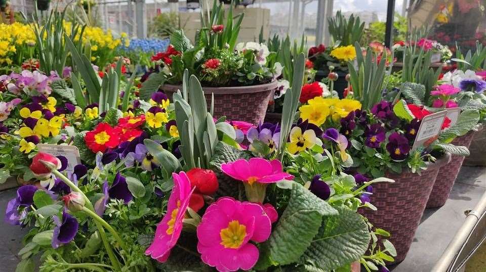 Coolings is an award winning, independent, garden centre group in Kent with three centres - two based in Knockholt and the Potted Garden in Bearsted.
