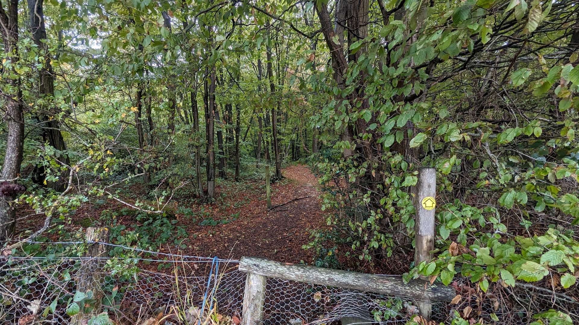 The footpath leading into Dering Wood