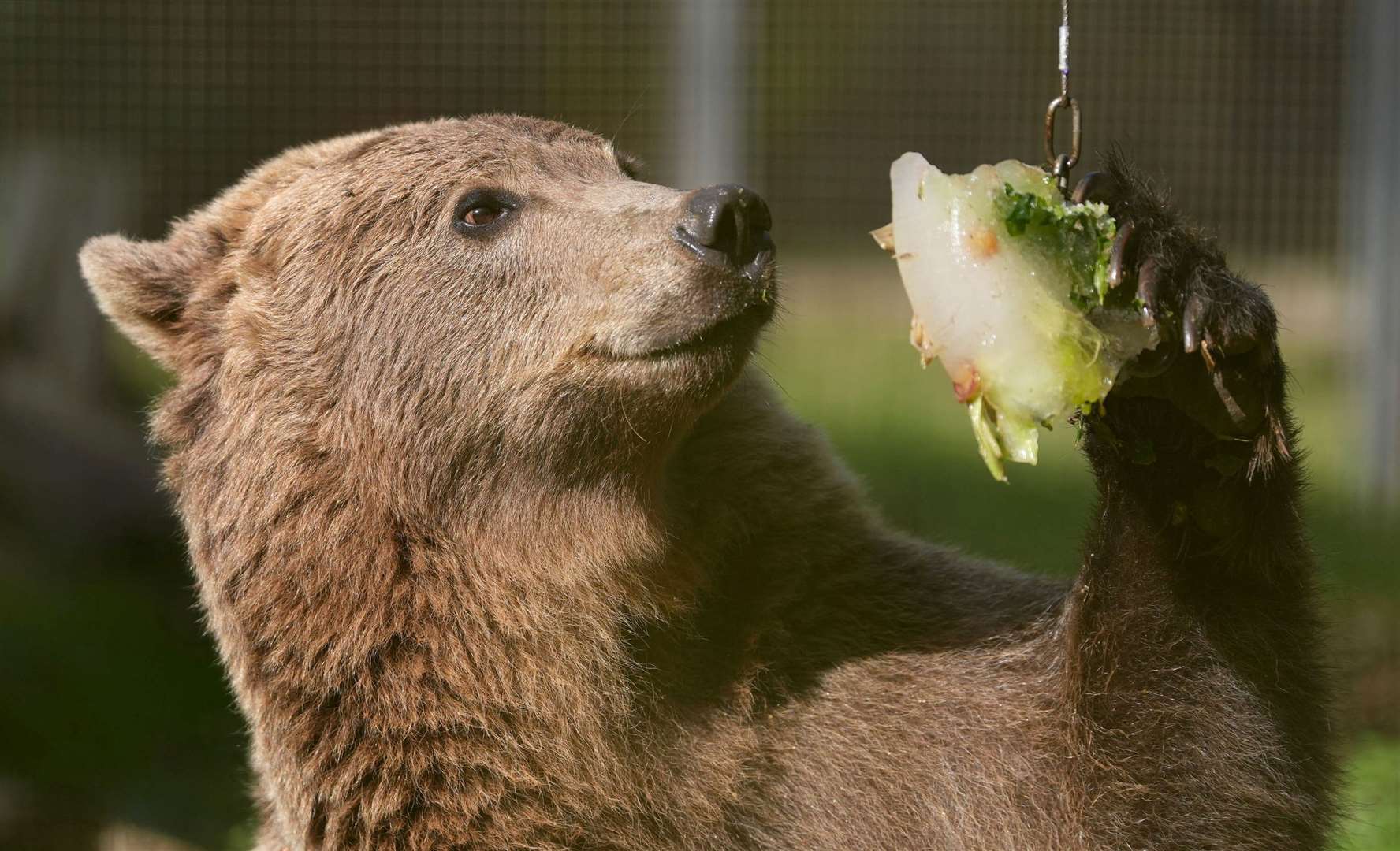 Boki was first adopted by the Wildwood Trust as a 10-month old bear cub. Picture: Gareth Fuller/PA