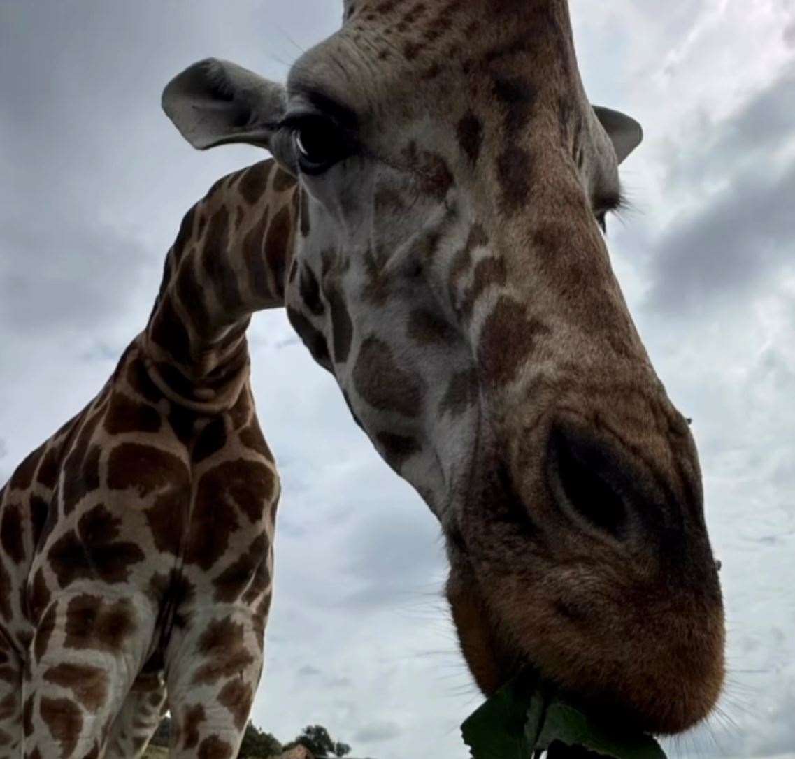 The former Lioness fed giraffes at the animal park. Picture: Alex Scott MBE on Instagram