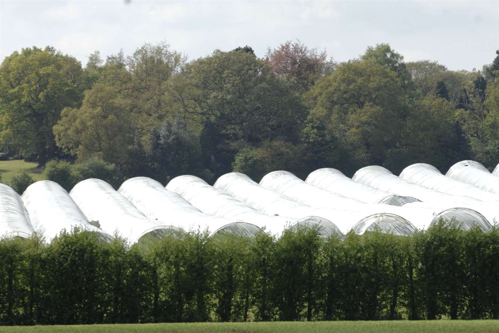 The farm now has permission to install polytunnels. Stock picture: Matthew Reading