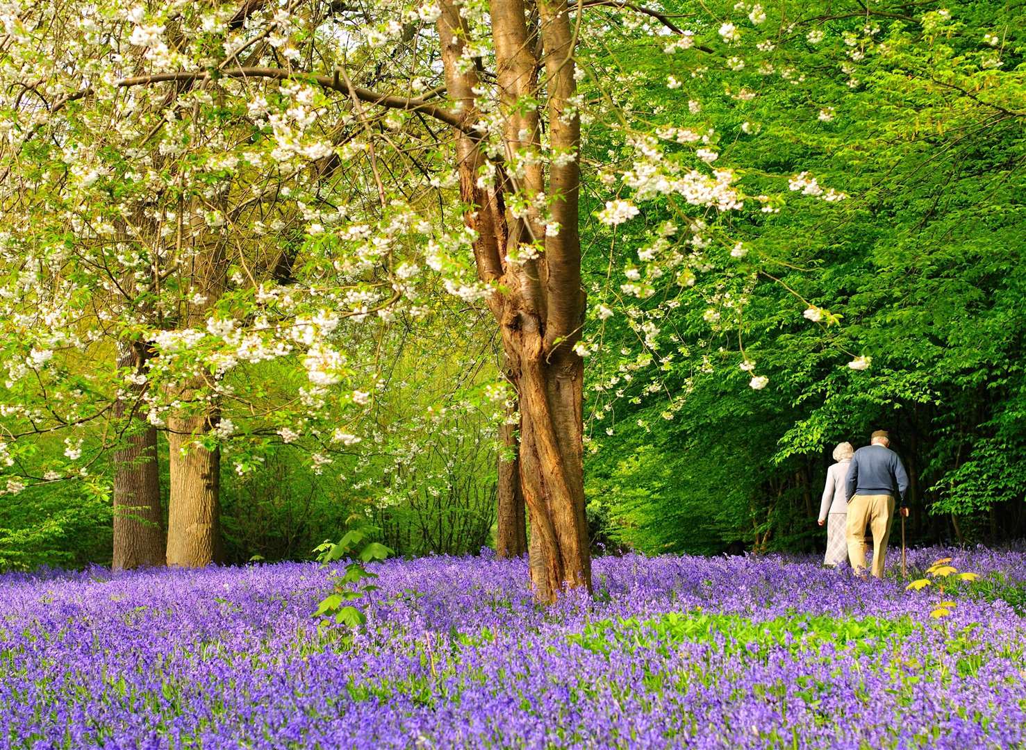 Bluebells in full bloom at Hole Park, Rolvenden