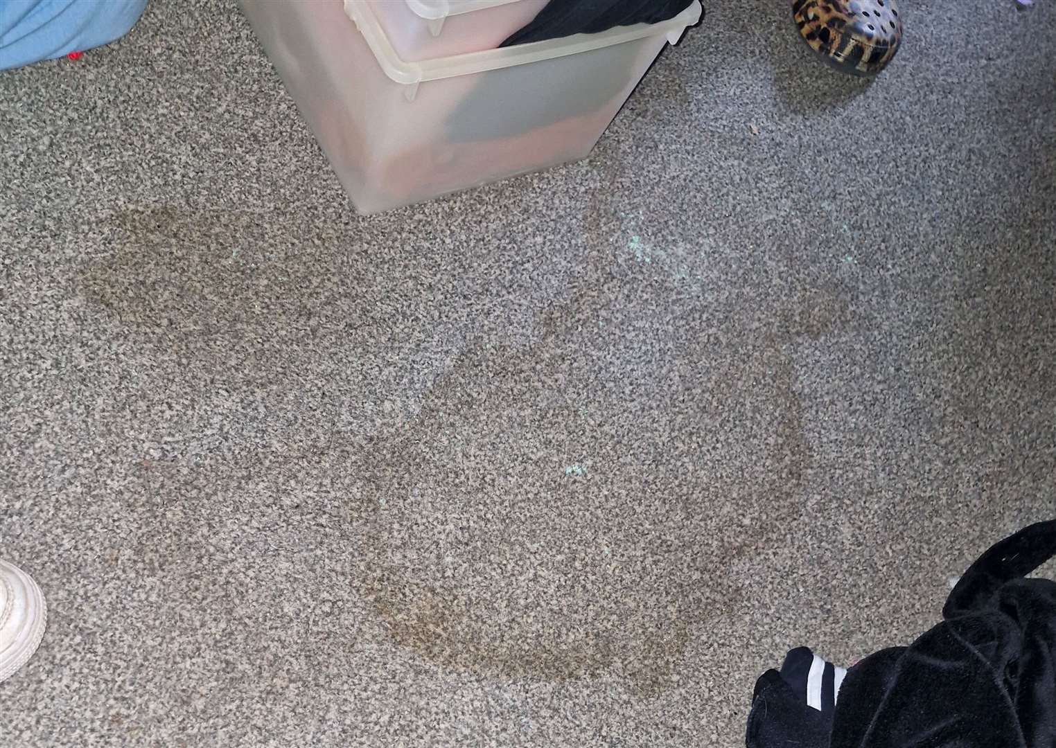 Rat urine carpet stains at the home of Miss Evans in Hawkinge. Picture: Ebonie Evans