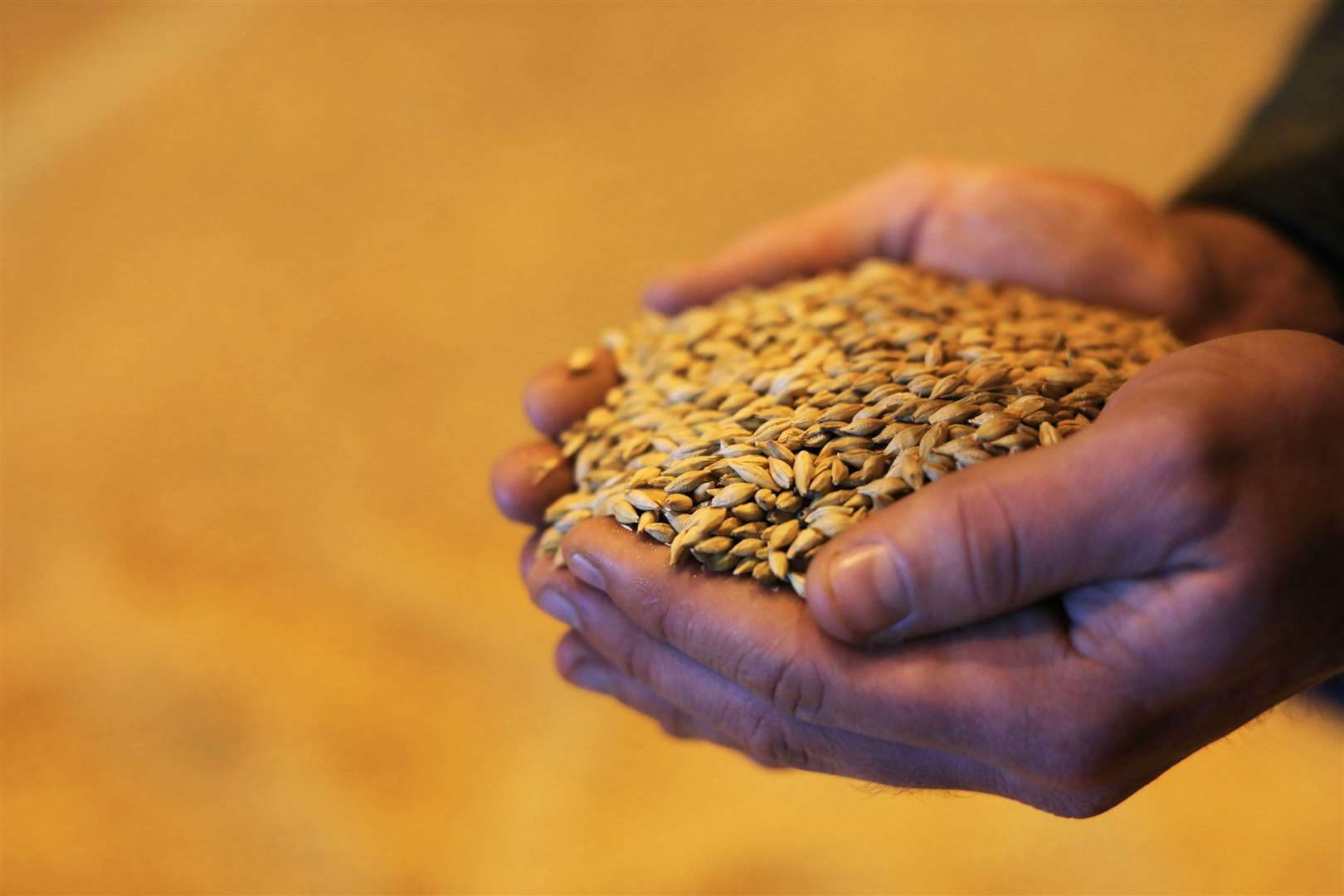 The pilot programme is designed to reduce carbon emissions in the production of barley (Julien Behal/PA)