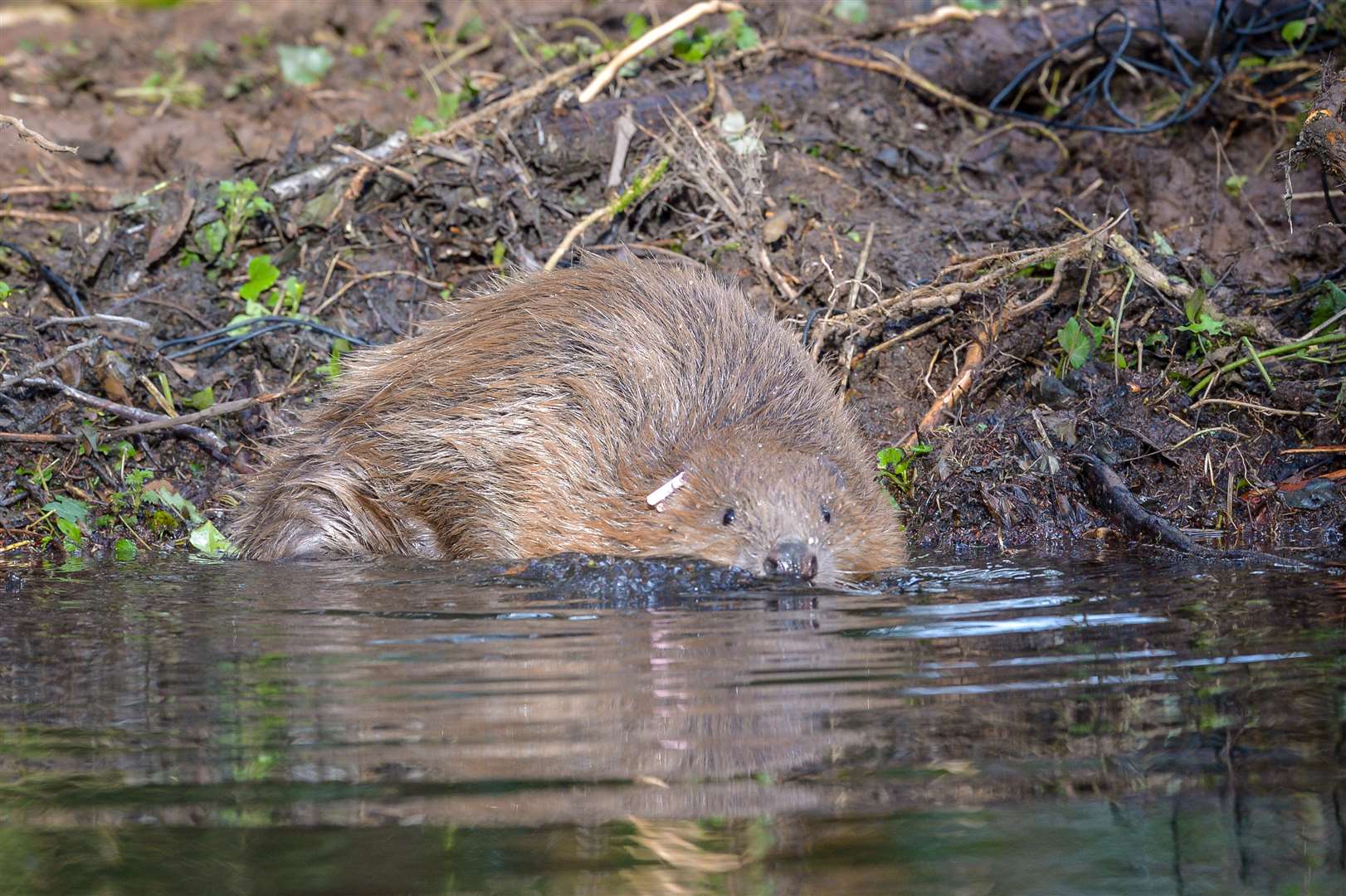 Experts say beavers help boost wildlife, water quality and curb flooding (Ben Birchall/PA)