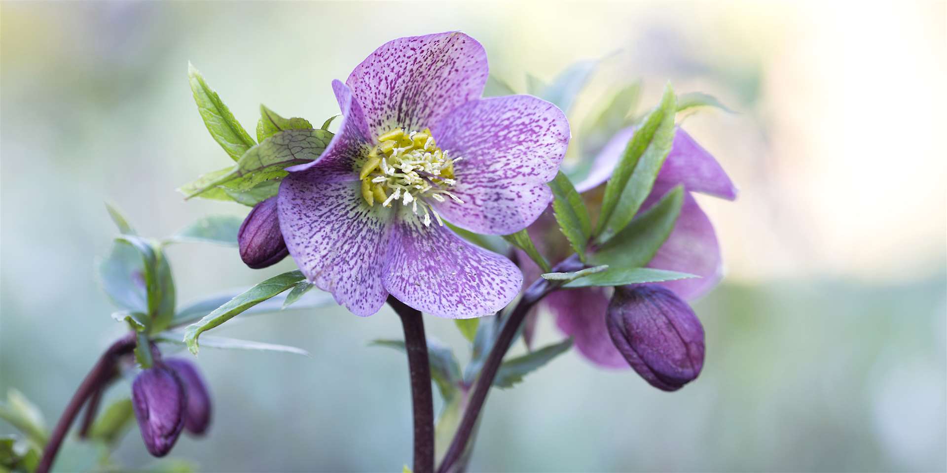 Helleborus came out top in the all about plants category (Matthew Dearman/RHS/PA)