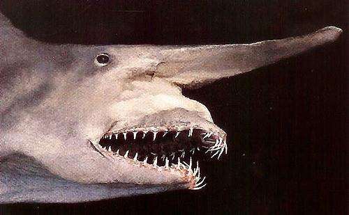 A goblin shark