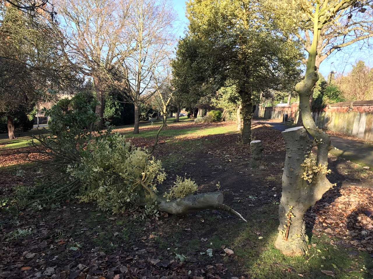 Holly trees have been cut down by vandals in Chatham's Town Hall Gardens