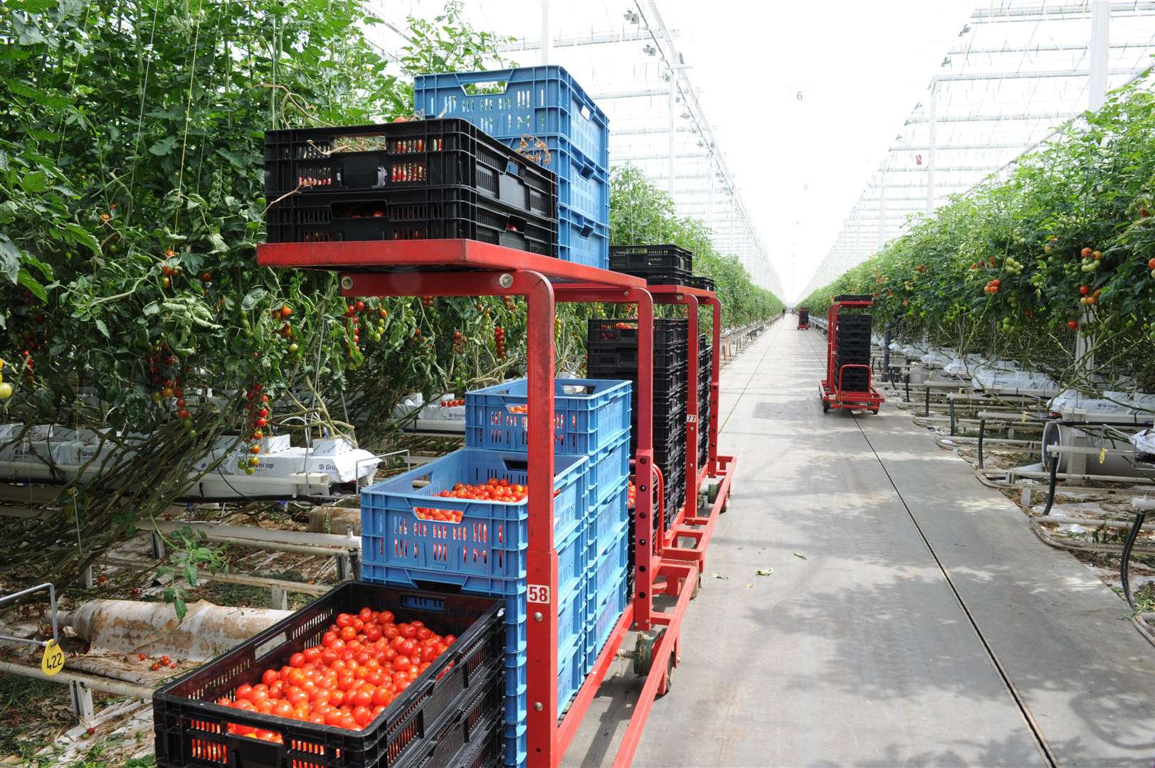 Sites like Thanet Earth produce salad crops which may require less packaging for local consumers