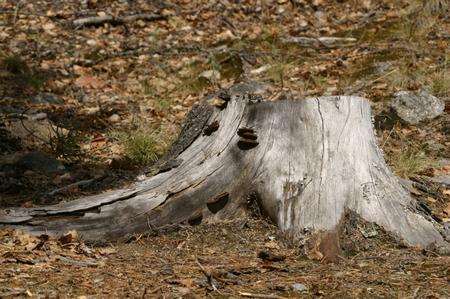 Tree stump