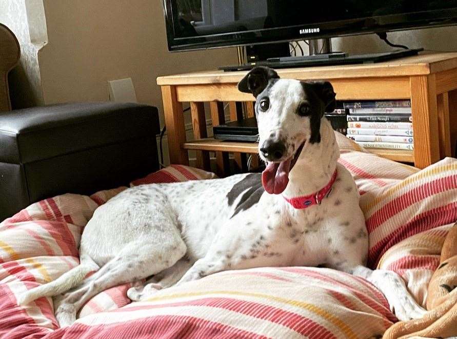 Trixie the excitable greyhound