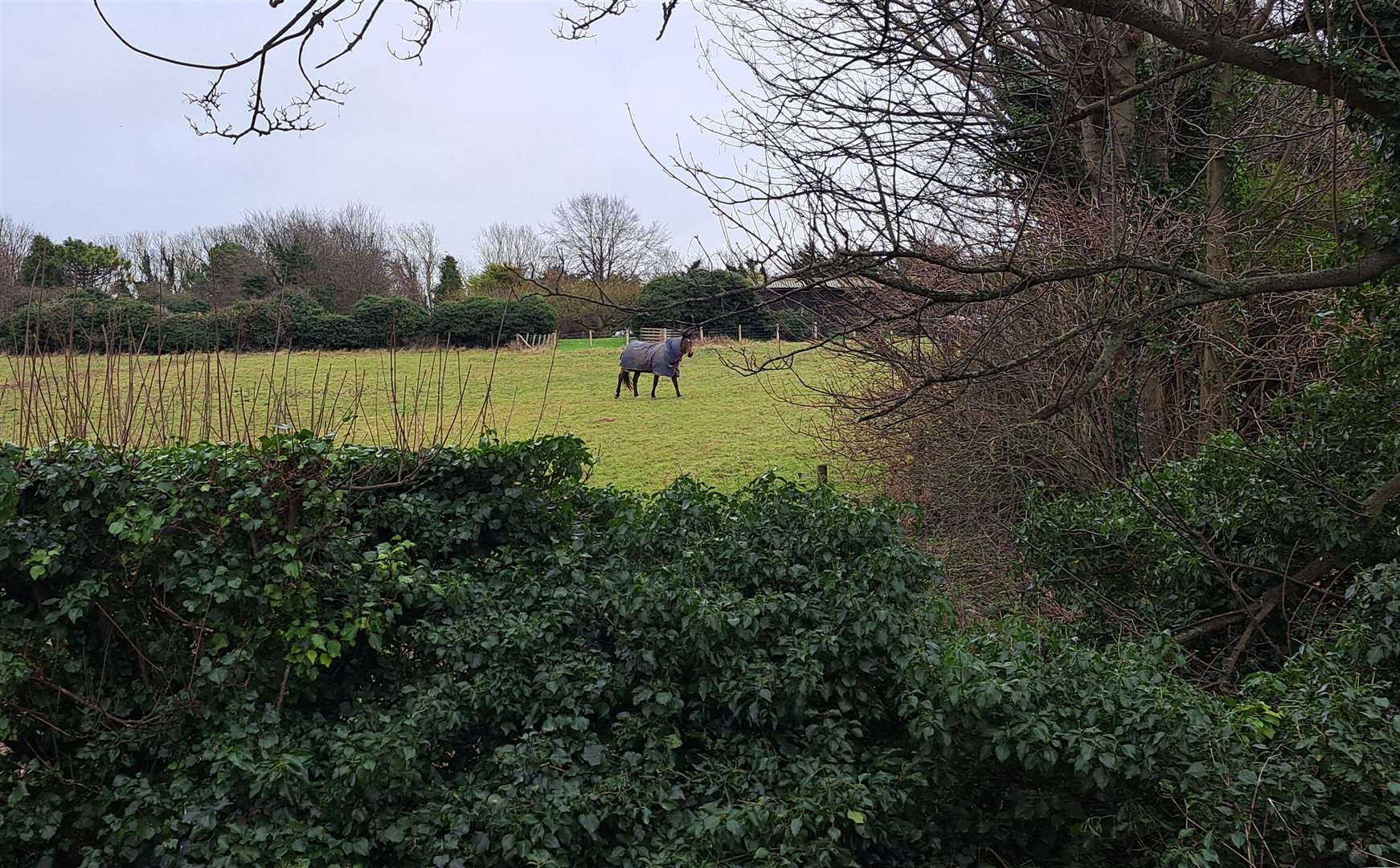The horse field at St Margaret's-at-Cliffe where the homes are planned