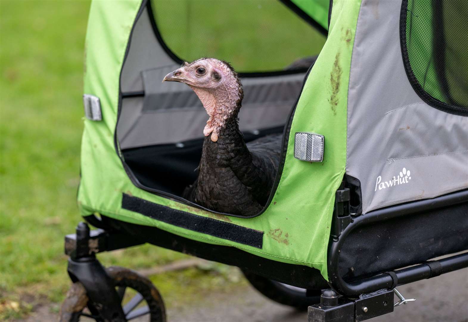 Dave's pet turkey T2. Picture: SWNS