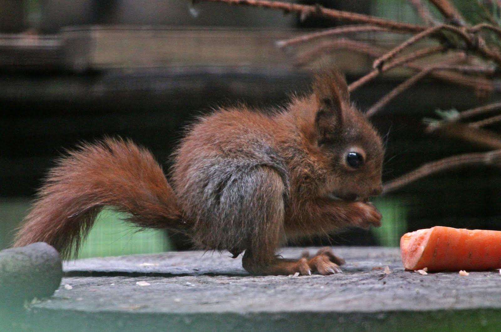 Baby red squirrels at Wildwood can help bring species back from the brink