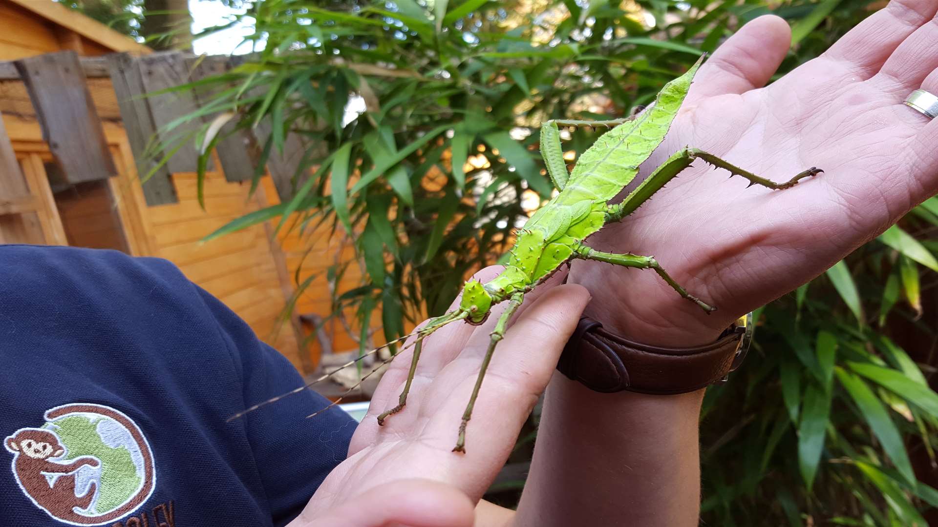 The female jungle nymph disguises herself as a leaf