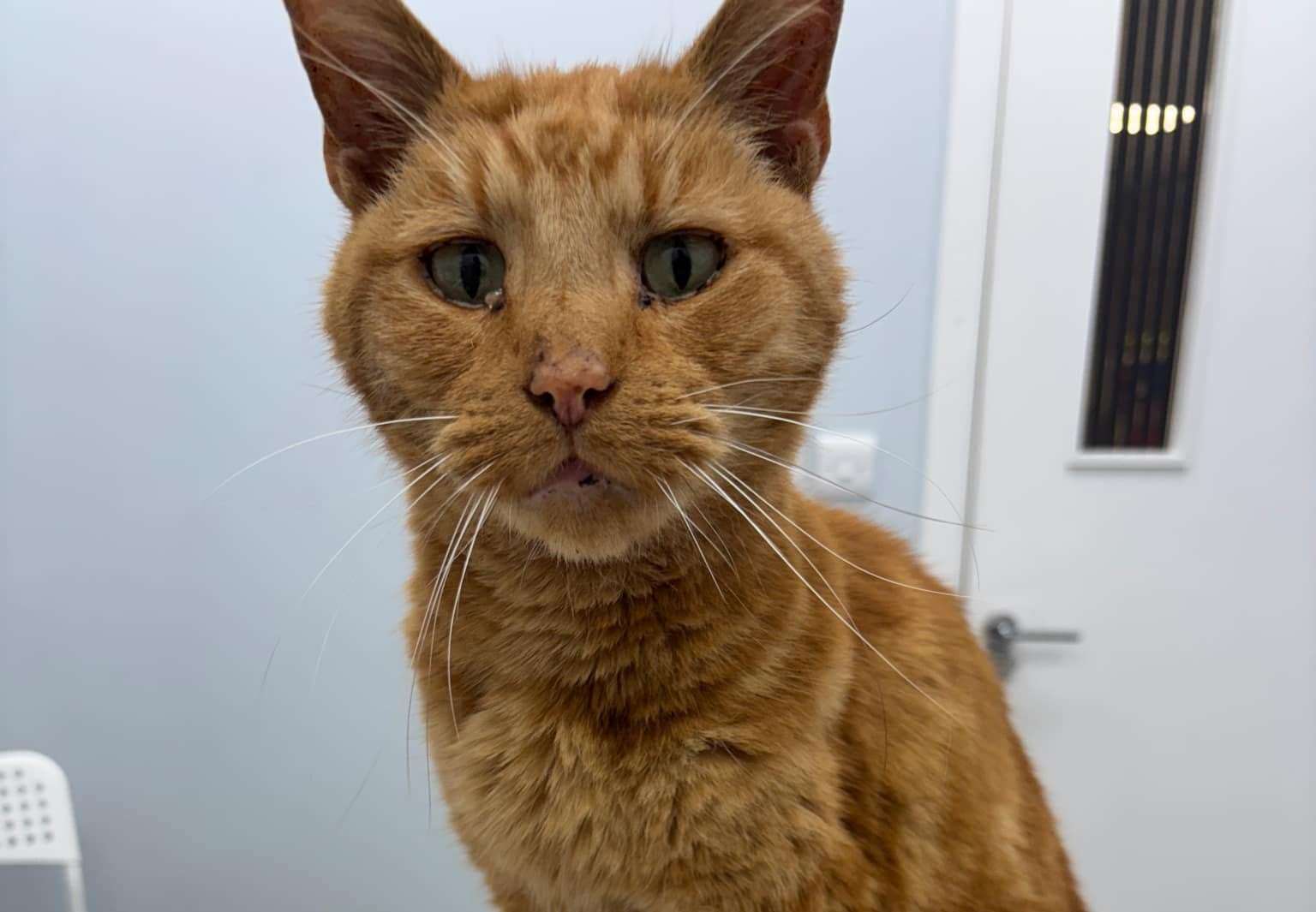 Ted the ginger moggy went missing in May last year before being found in Canterbury