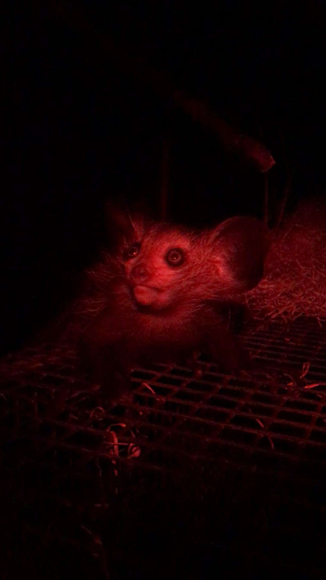 The aye-aye lemur was born almost two months ago but has been kept out of sight by its mother until now (Paige Bwye/Bristol Zoo Gardens/PA)