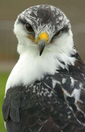 Buzzards were among the wild birds targetted