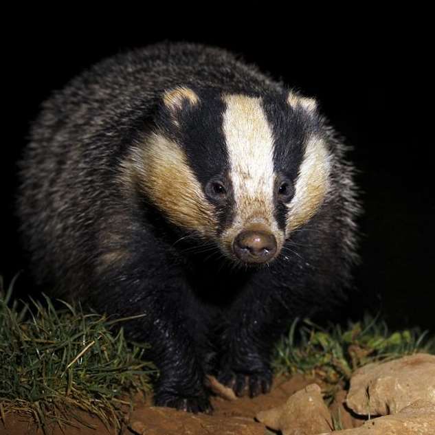 European badger Meles meles