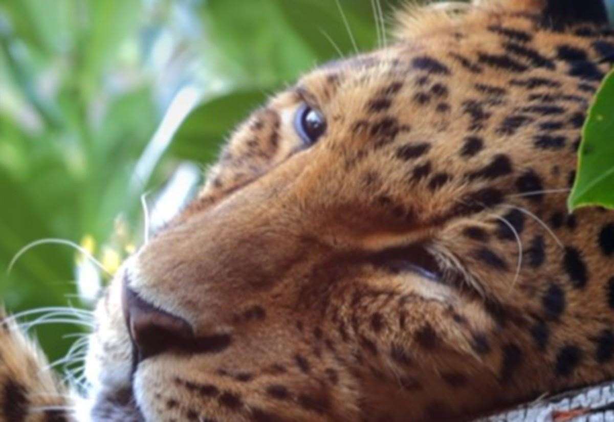 North Chinese leopard Ta’iri dies at The Big Cat Sanctuary in Smarden, near Ashford