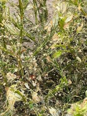 Destroyed: Hungry Asian Box caterpillars are devouring bushes in Barming. Picture: Paul Abell