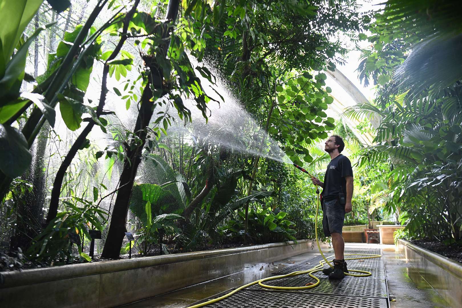 Horticulturist Will Spolestra waters plants in the Palm House at the Royal Botanic Gardens in Kew, London, ahead of reopening (Kirsty O’Connor/PA)