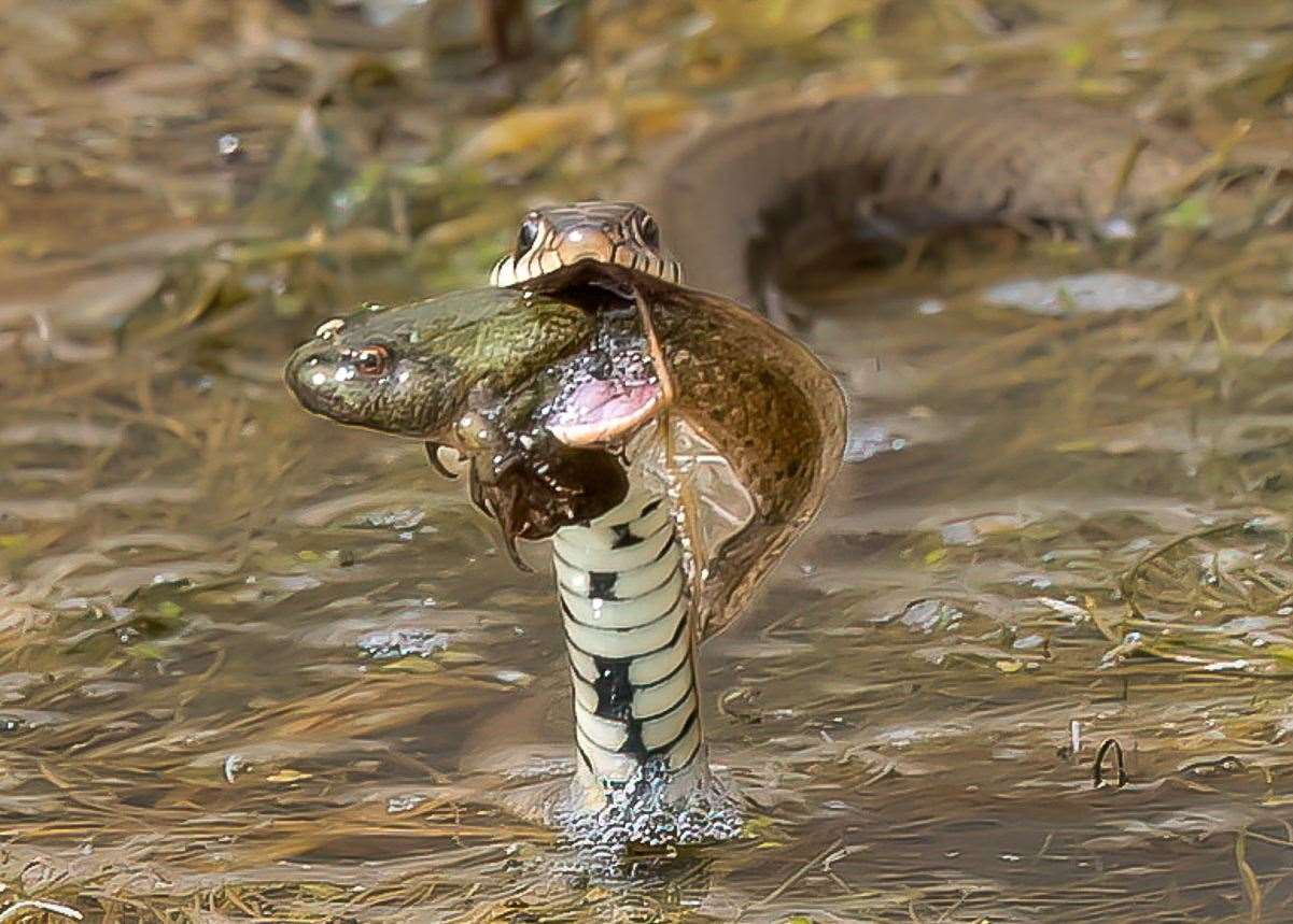 A grass snake was pictured eating a marsh frog tadpole. Picture: Steve Cullum/Solent News