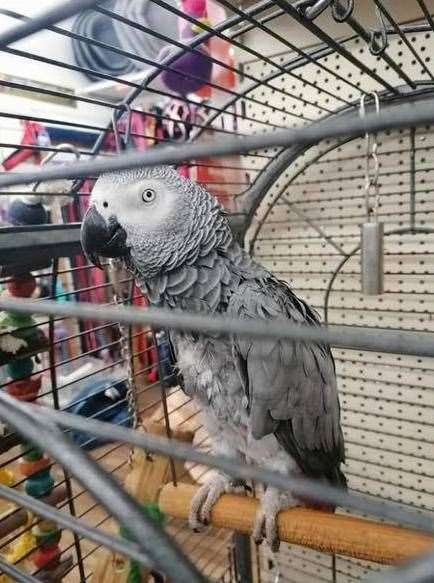 Lost: Toby the African Grey