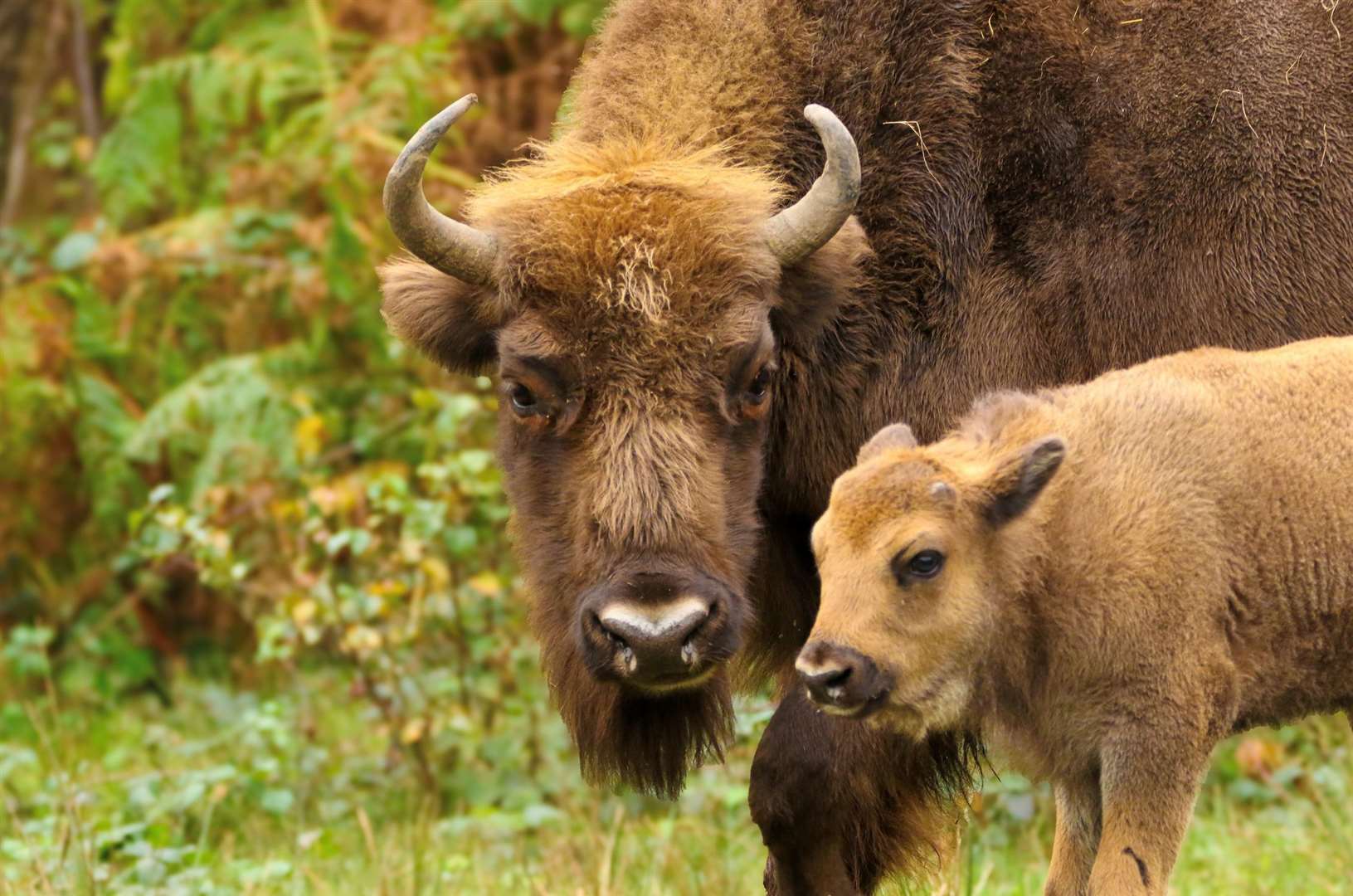 One of the calves and her mother as part of the Wilder Blean Project. Picture: Tim Horton/Kent Wildlife Trust