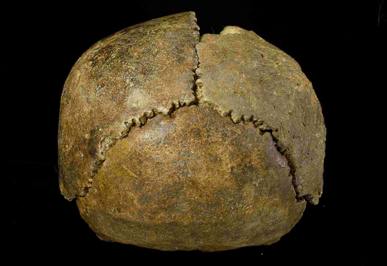 The Swanscombe Skull, found at Barnfield Pit. It is the second oldest human remains found in this country. Picture: Natural History Museum