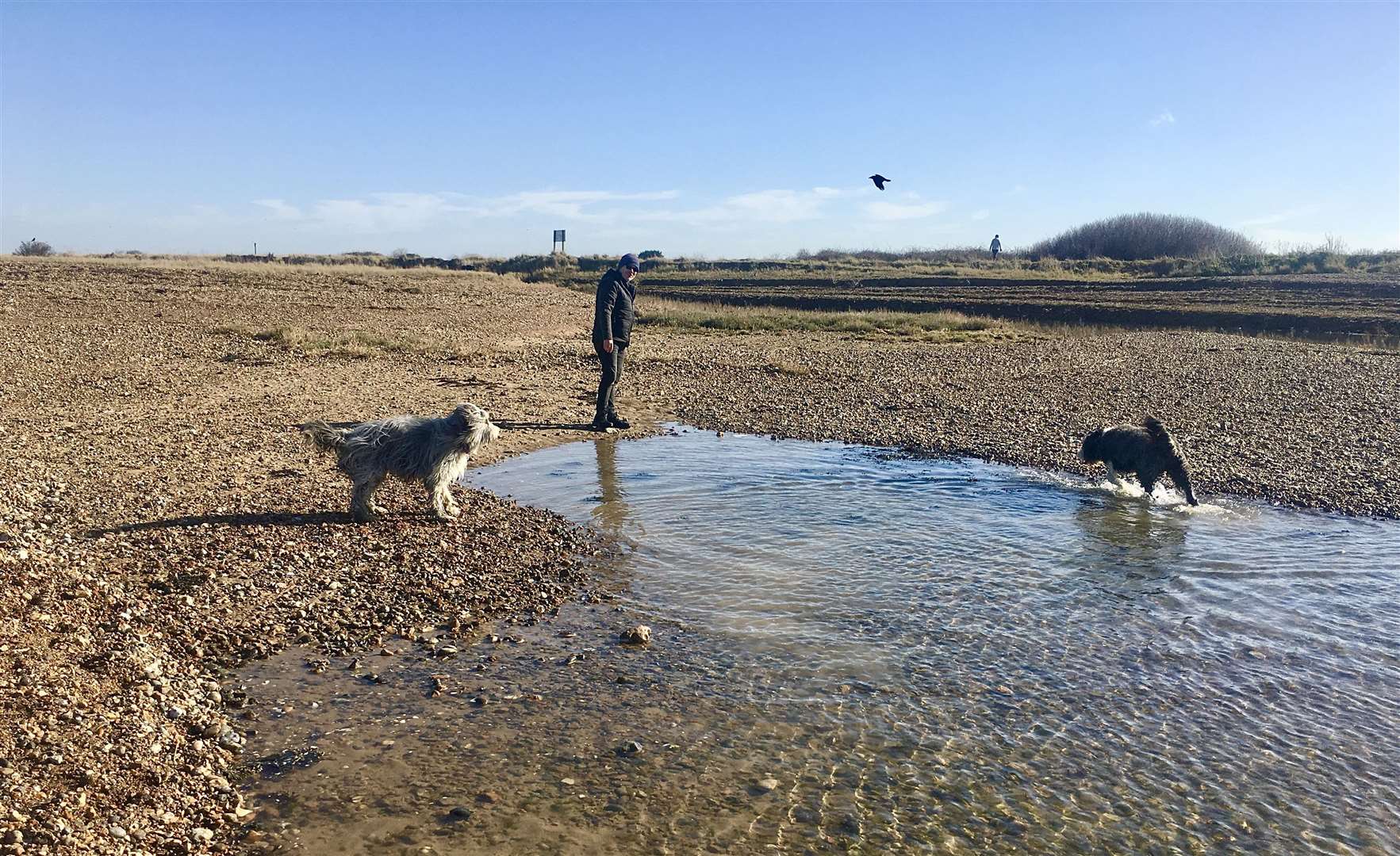 A dog-walker at Long Rock with his bearded collies. Picture: Andrew McGuinness
