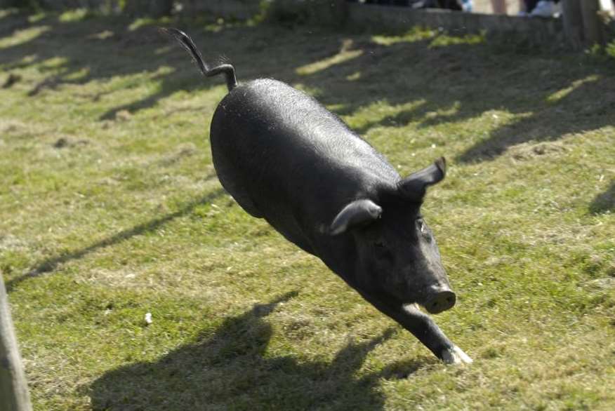 Forget the Grand National - pig racing at the Rare Breeds Centre is this main sporting event this week