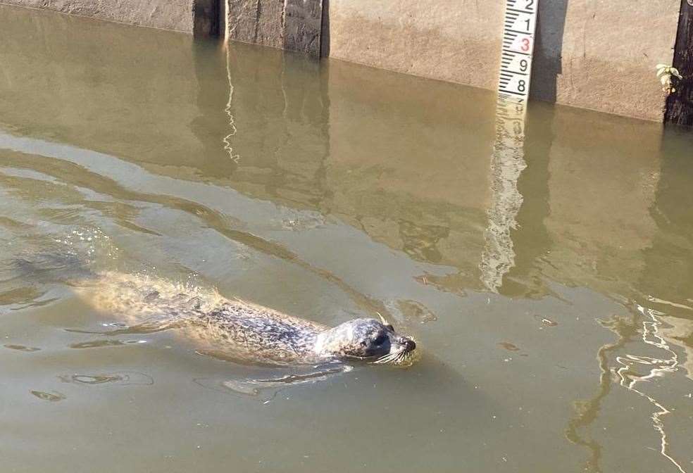 Bradley making her way through Allington Lock in Maidstone. Picture: Environment Agency