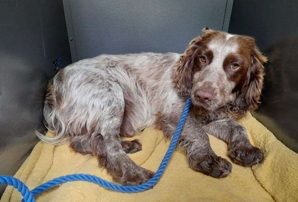 Beethoven the cocker spaniel was found in Hartlip. Picture: @swalestraydogs