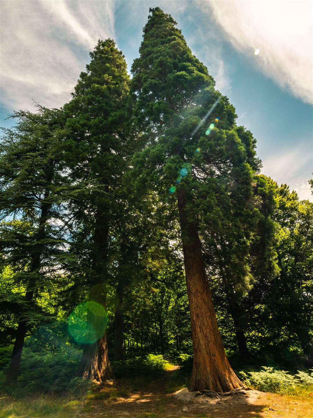 Redwoods, like these at Wakehurst Place, are among the UK’s tallest trees (Visual Air/RBG Kew/PA)