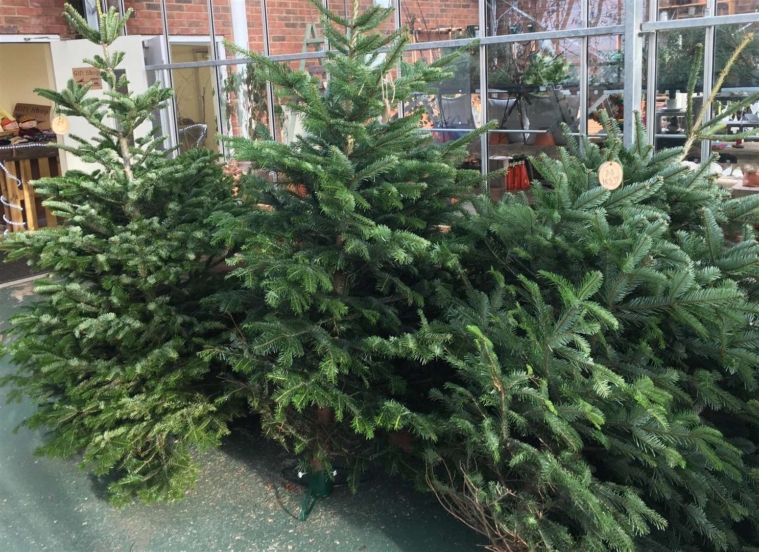 The garden centre has stopped selling its Christmas trees in plastic netting (5800031)